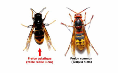 Fin de la campagne 2025 de lutte contre le frelon asiatique