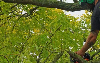 Élagage : Entretien des lignes électriques