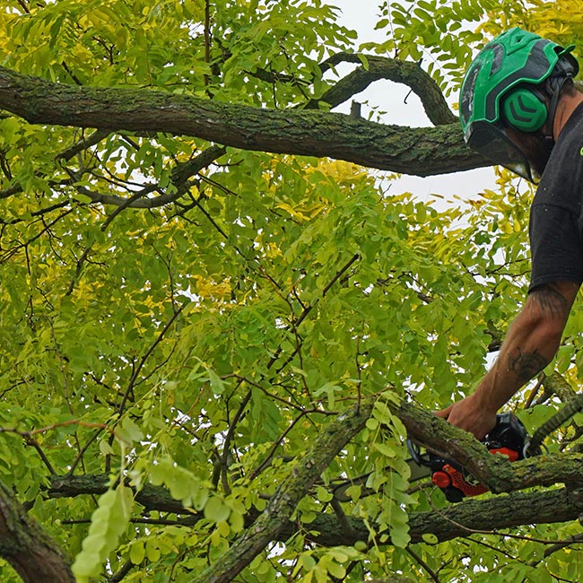 Élagage : Entretien des lignes électriques