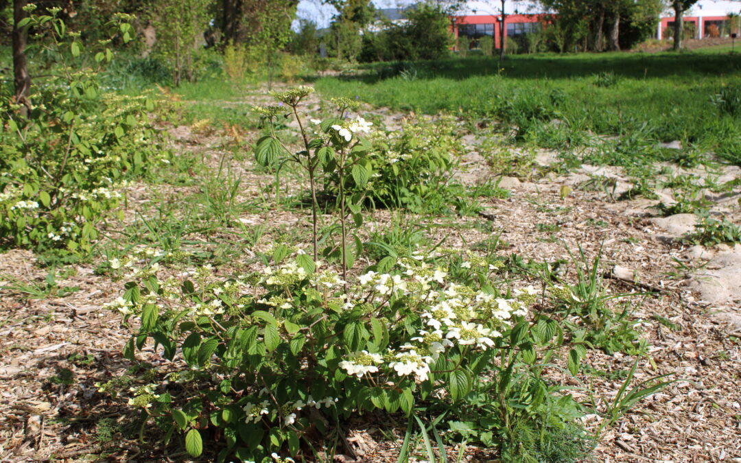 Aménagement paysager à l’hippodrome : du nouveau pour la biodiversité !