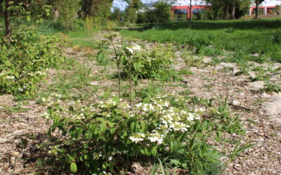 Aménagement paysager à l’hippodrome : du nouveau pour la biodiversité !