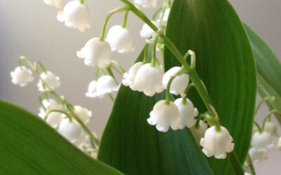 Vente du muguet – 1er mai